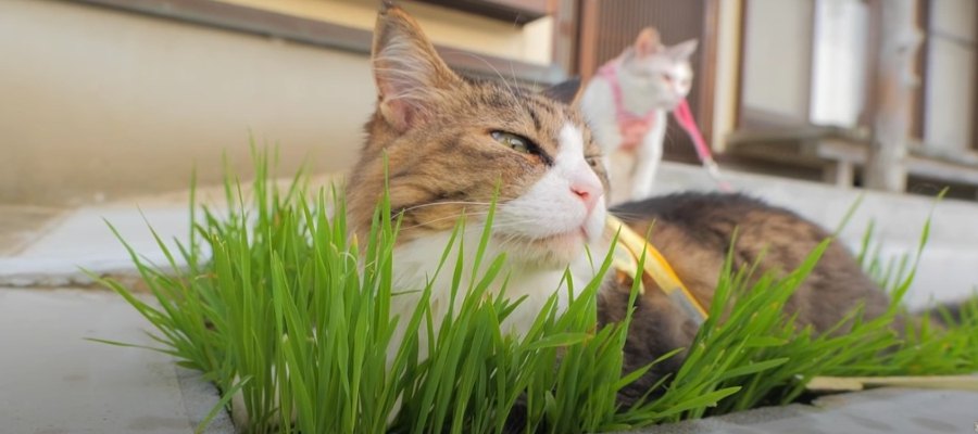 えん麦畑がぺしゃんこに？！ニャンズ一緒に猫草をぱくり