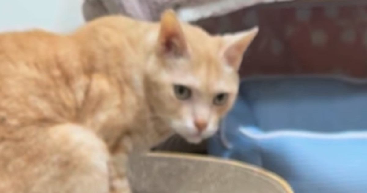 17歳の猫のためにハンモックを手作りした結果…素敵なデザインと『ほっこりする展開』に「すごく欲しい」「めっちゃ可愛い」と30万再生