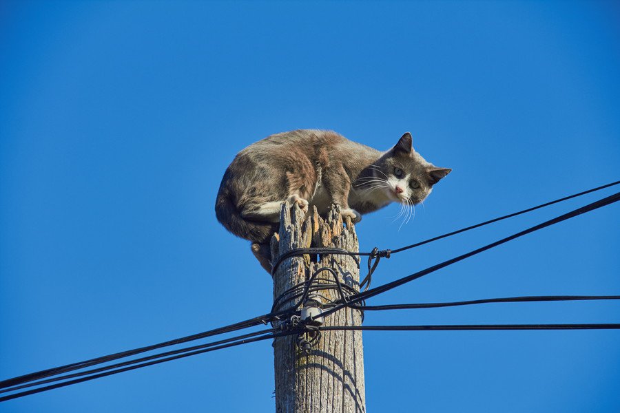 「助けてニャー」　高圧線の電柱に登って降りられなくなった飼い猫　夜になってやっと救出される　カナダ