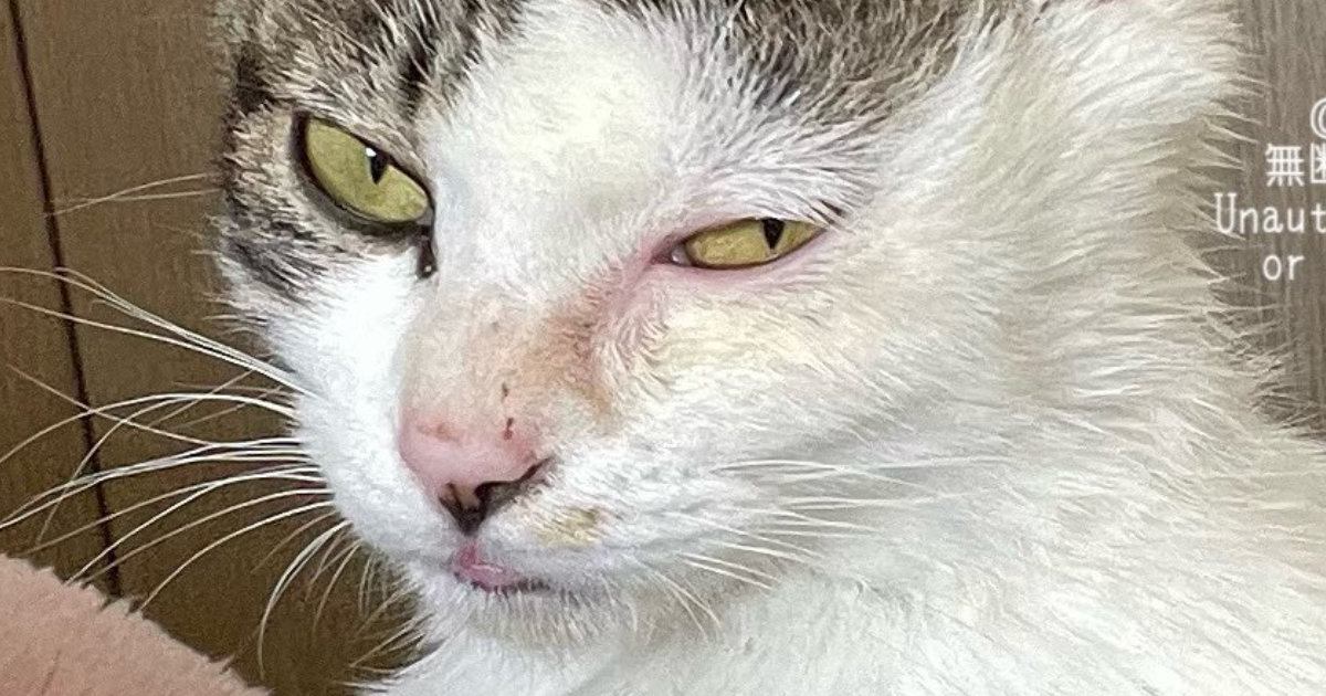 険しい表情をしていた保護子猫→10か月後…別猫のように変貌した『現在の様子』に15万いいね「幸せになったんだね」「愛を感じる」と感動