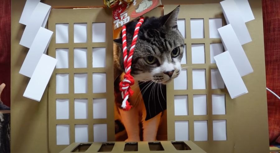 神社に居つかない猫神様？自分で扉を開けて出てくる猫ちゃん