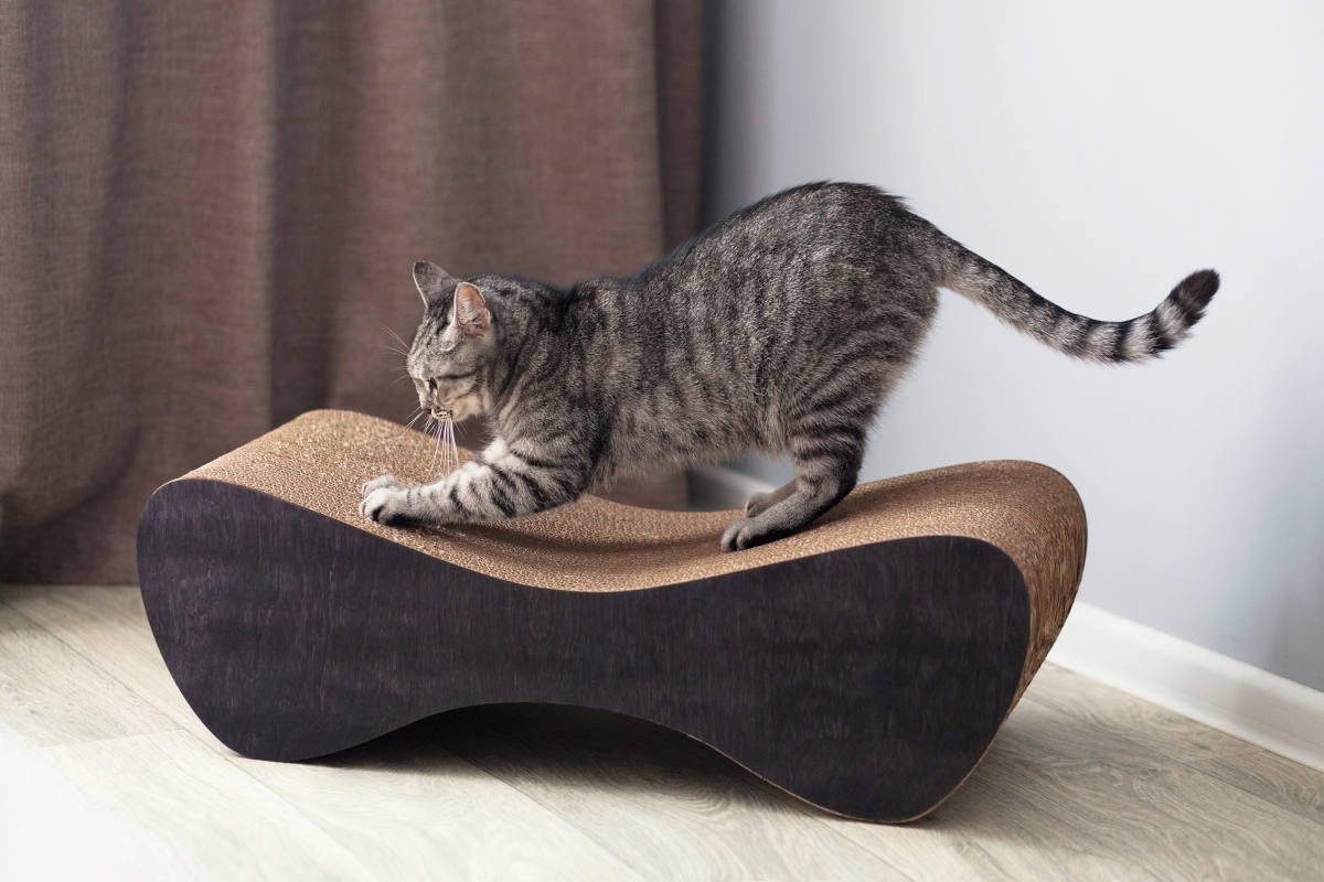 猫が使う『猫用品』のベストポジションとは？猫が快適に利用するための場所を5つのアイテムごとに解説