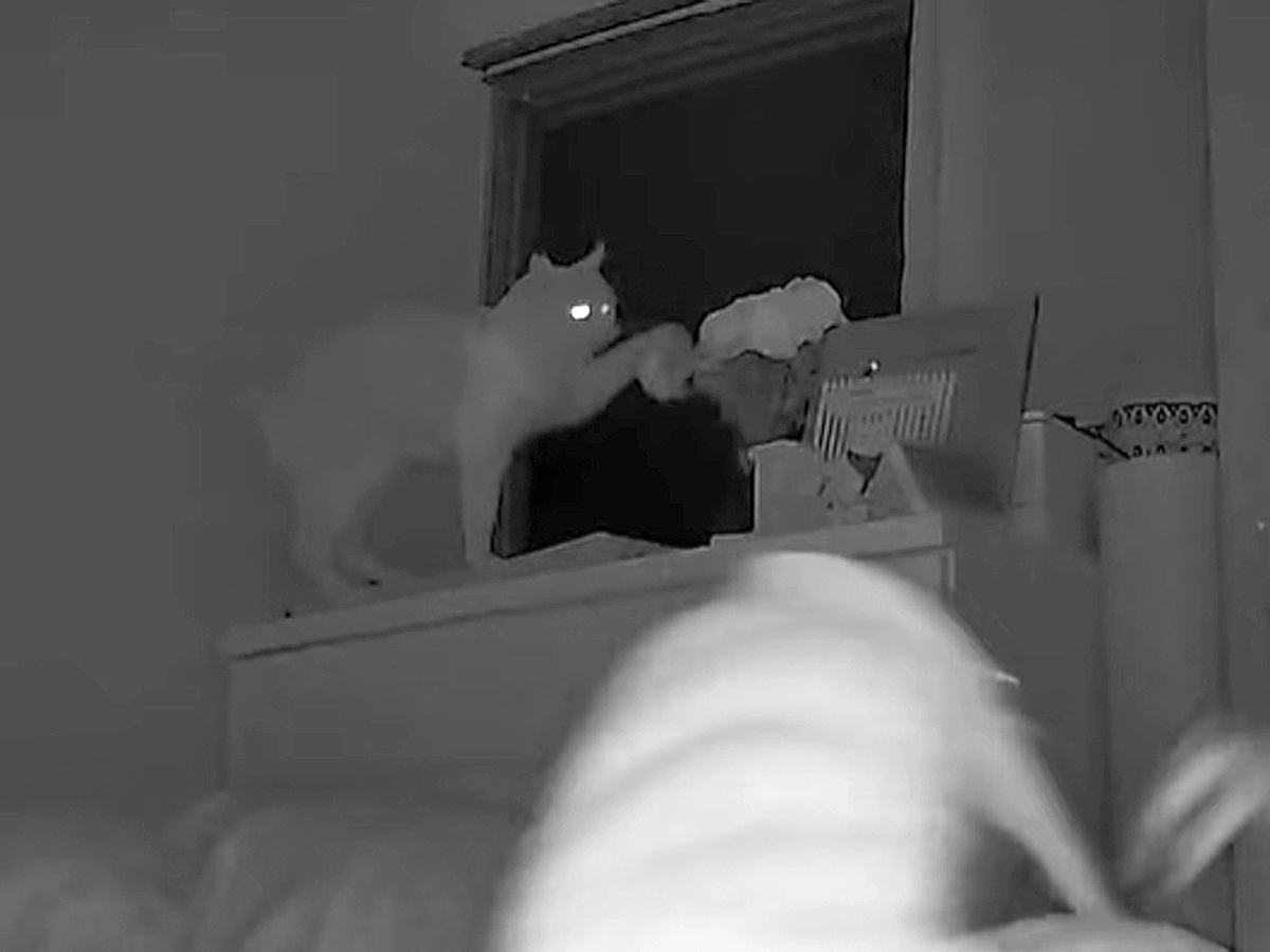 ４時台に起きる猫をモニタリング→飼い主を起こそうとして…『寝不足不可避な嫌がらせの数々』が48万再生「あらゆる手を使ってｗ」「賢い」
