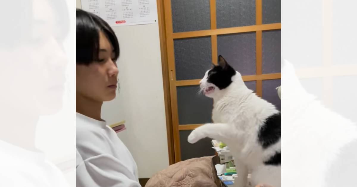 『勉強中のお兄ちゃんvs遊びたい猫』の攻防戦…必死の"構ってアピール"が可愛すぎると173万再生「かまちょな彼女」「兄ちゃん好きすぎｗ」