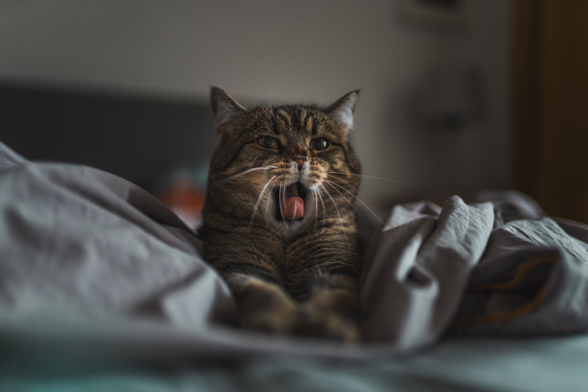 『あなたが寝ている間』に猫がしていること4つ　どんな過ごし方をしているの？注意すべきトラブルも