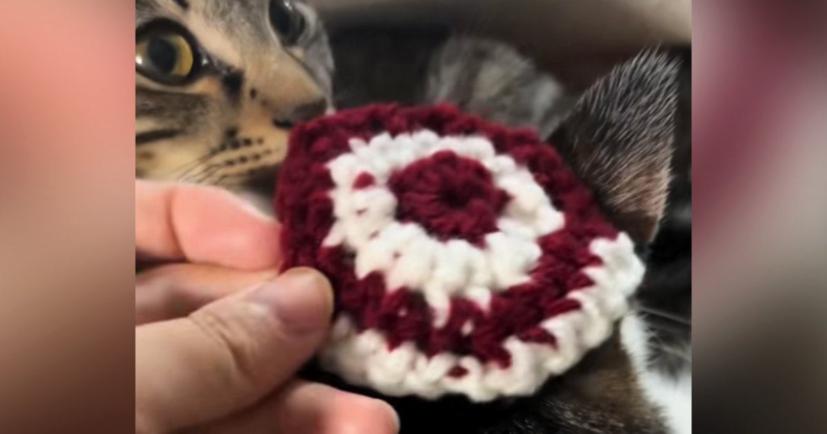 猫とお揃いの『ニット帽』を編んでみた結果…心温まる『素敵な光景』が31万再生「可愛くて天才」「幸せのおすそ分けをありがとう」