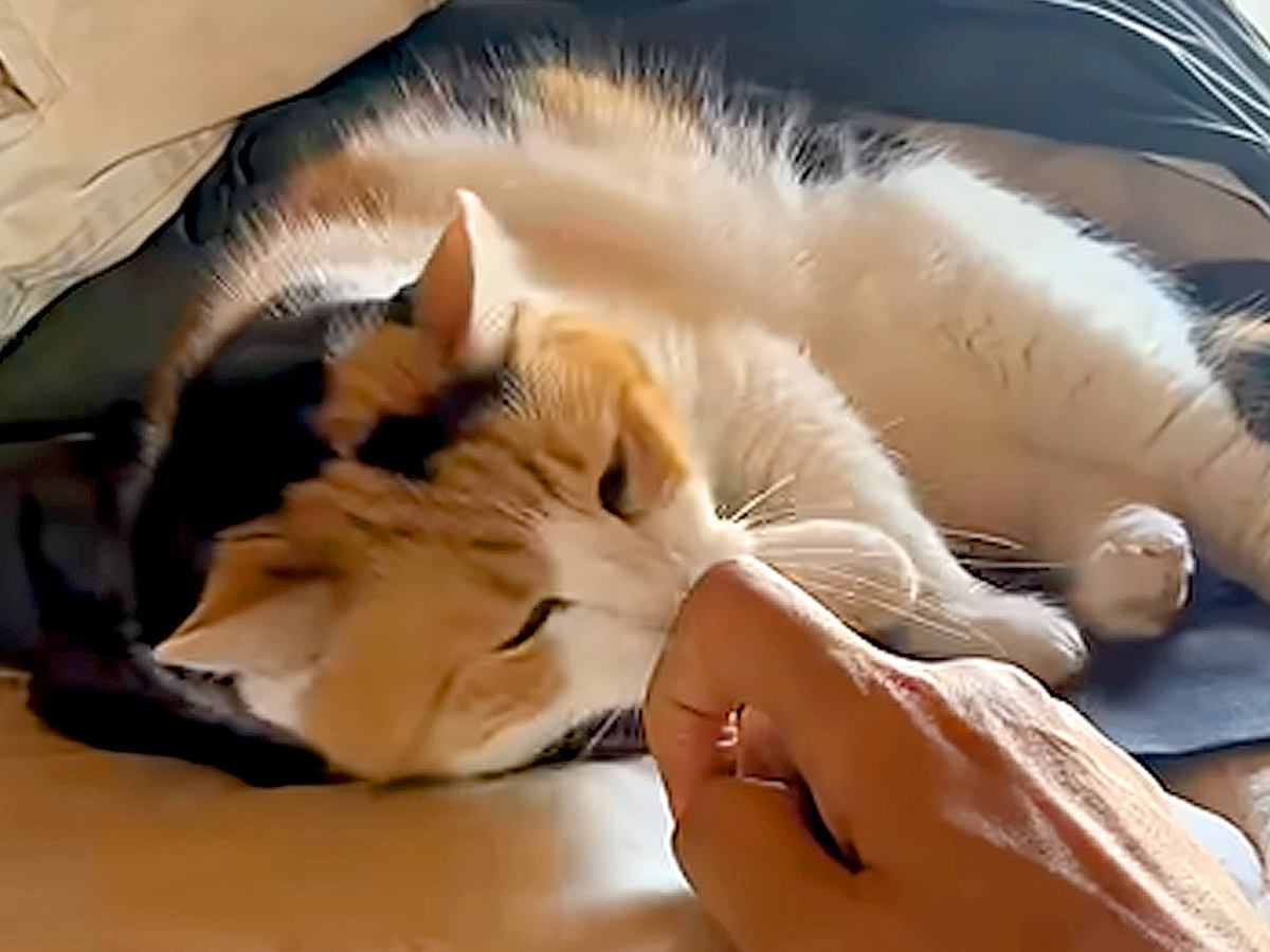 布団の上でくつろぐ三毛猫→近づいてみたら、次の瞬間…悶絶必至の『あざとすぎる行動』が11万再生「反則やんそんなん」「甘えん坊モード」