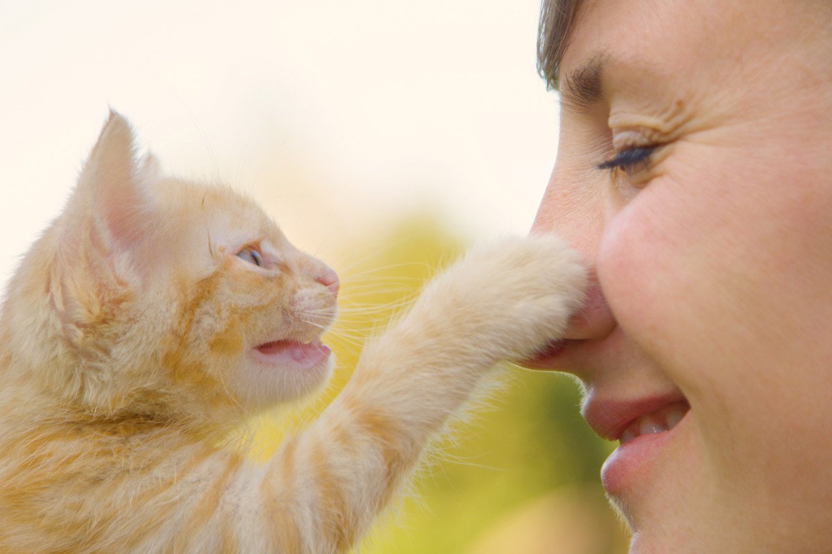 愛猫が前足で『チョイチョイする』ときの理由4選　確認、呼びかけ…実はさまざまな意味が！