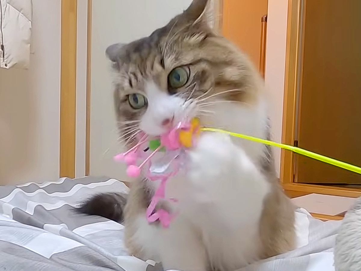 遊びに来た2人のお姉ちゃんから『おもちゃ』をもらった保護猫→大のお気に入りになった結果…『愛おしい行動』が話題「健気」「たまんない」