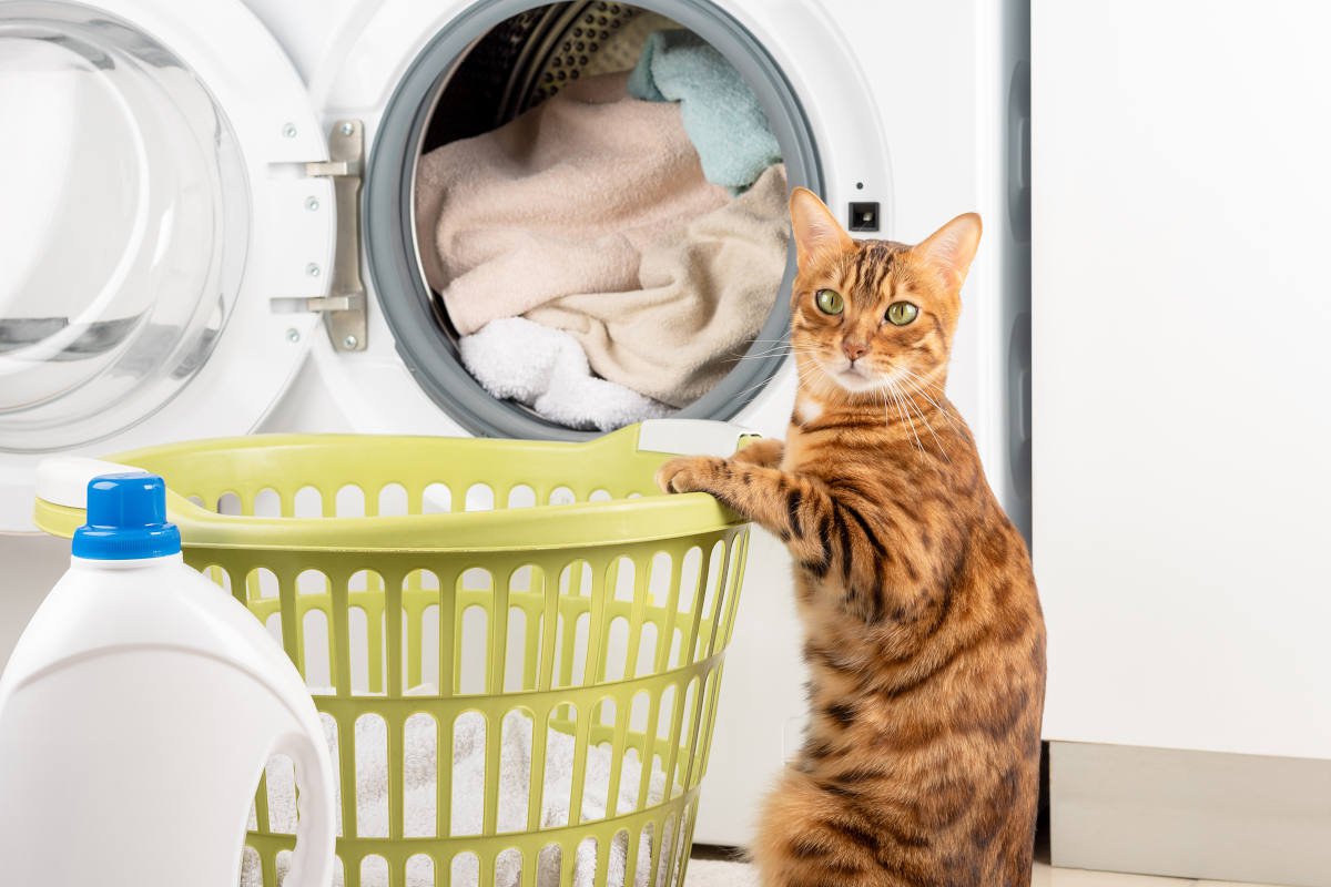 昼寝中の子猫に気づかず洗濯機がスタート　重症ながら、奇跡的に一命をとりとめる　オーストラリア