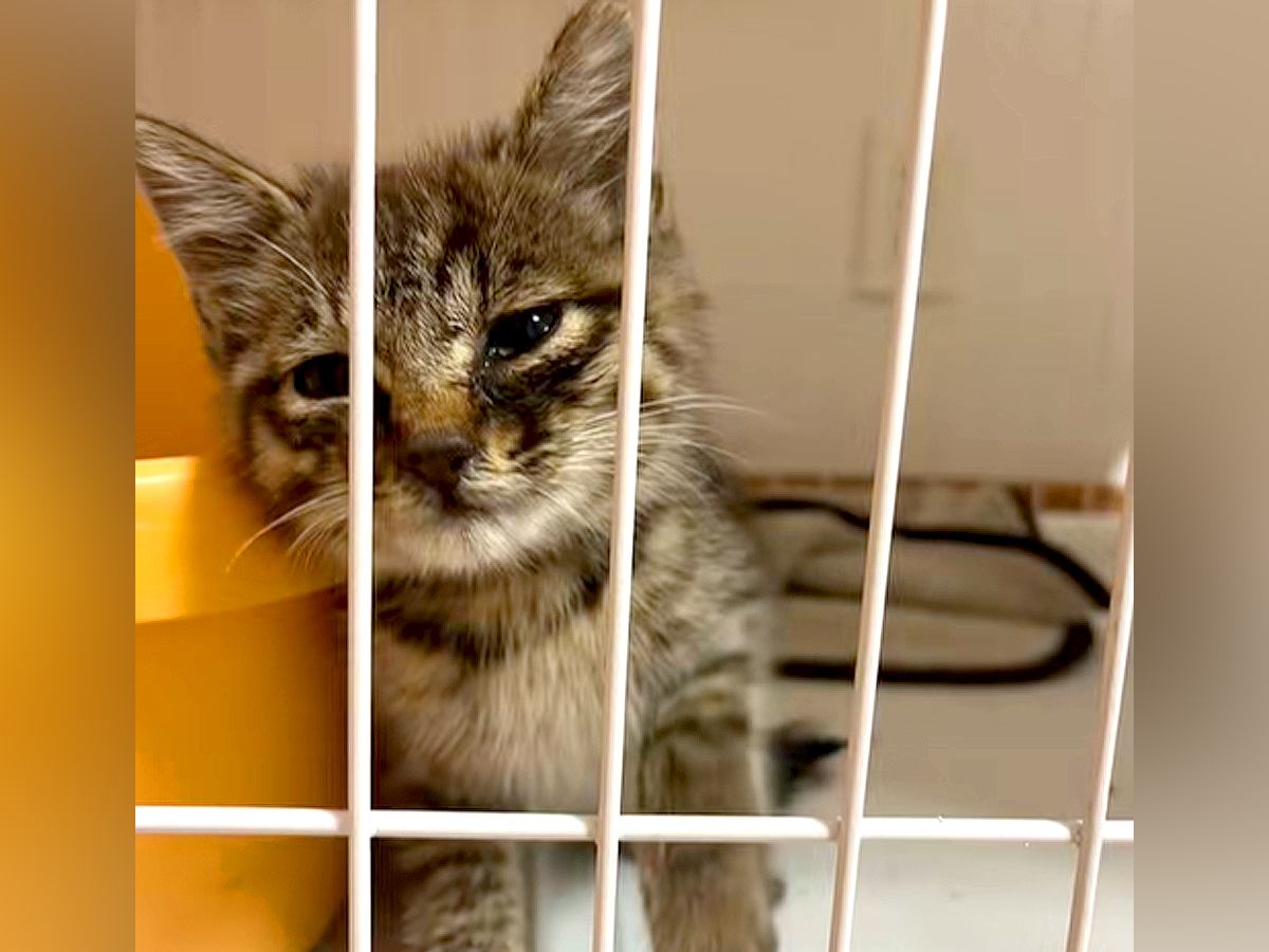 『倒れていた子猫』を保護→１週間後、元気になったので先住猫に会わせた結果…『素敵な展開』に「優しい先住猫さんで良かったね」「泣ける」