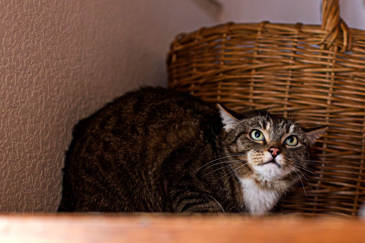 負けました…猫が『降参』したときに見せる態度4選　触っていい？見守るべき？正しい対応法とは