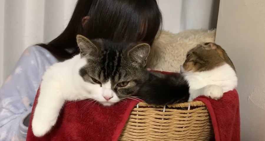 ふわふわ猫さんに顔を埋めたい♡猫さんの反応は…