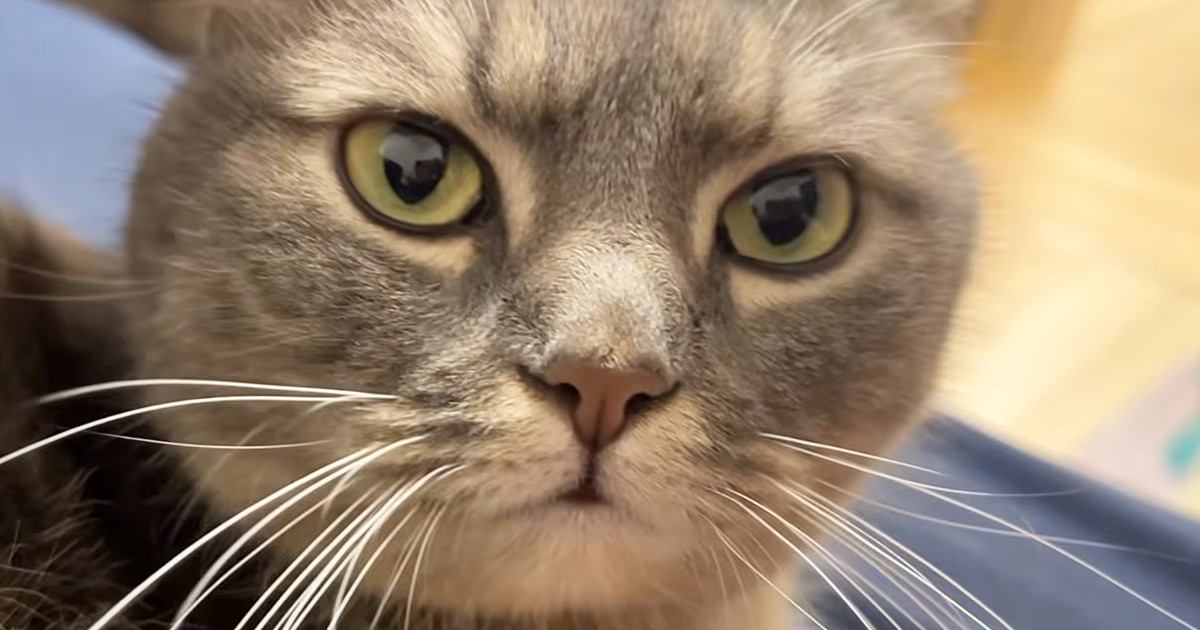 ソファでくつろいでいた猫→パパが寝室に向かうと、すぐさま後を追って…可愛すぎる『甘え方』に「彼女感出てる」「最高に癒された」と反響