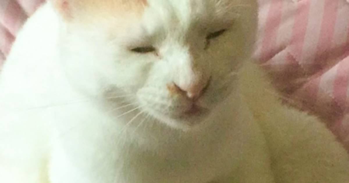 猫が自分の『お尻のニオイ』を嗅いだ結果……何とも言えない『表情』が面白すぎると249万表示「いい顔してる」「最高の顔」と反響続々