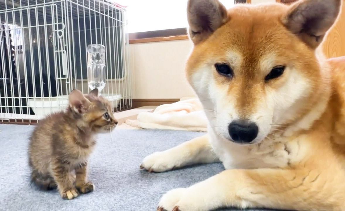 子猫と『柴犬』が初めて対面したら…優しすぎる"距離の取り方"に感動すると125万再生「犬が賢い」「ベテランママの風格」の声