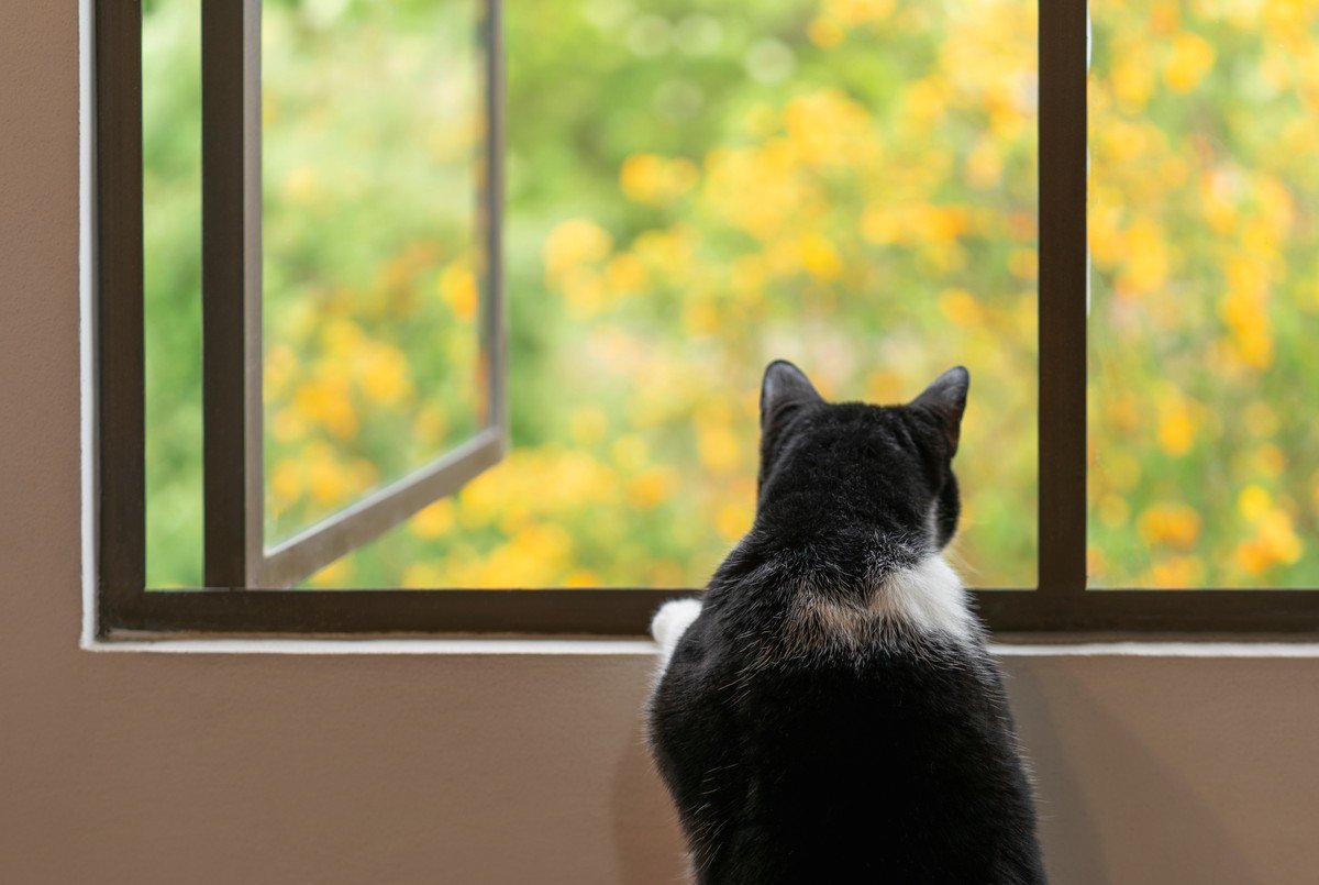 猫がいる部屋の「危険な換気法」3選　空気の入れ替えのつもりが猫が脱走！なんてことも