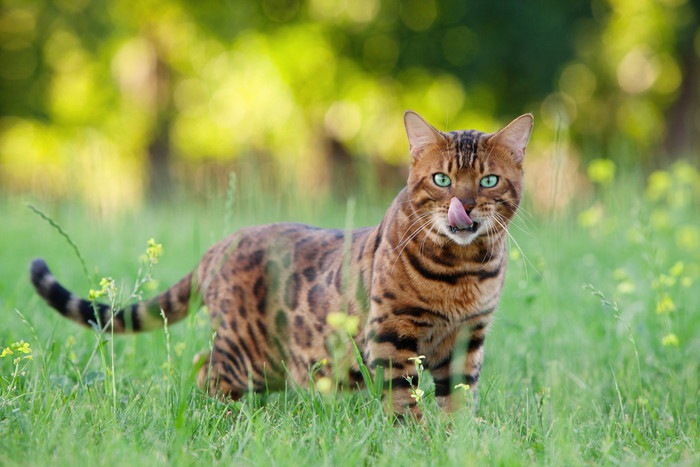 ヒョウ柄の猫の放つ魅力