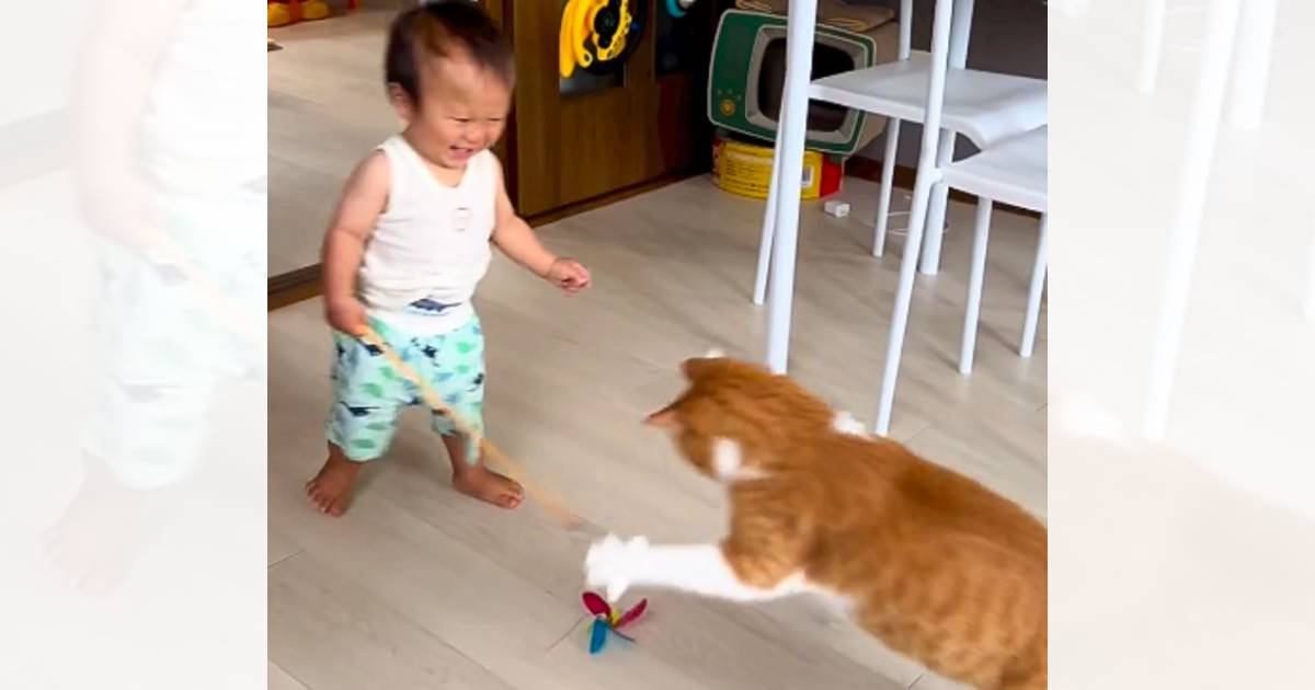 『1歳の息子』が猫じゃらしをもって『猫と遊ぼうとした』結果…あまりにも尊い光景に「なんて素敵なんだ」「可愛いいい」と癒される人が続出