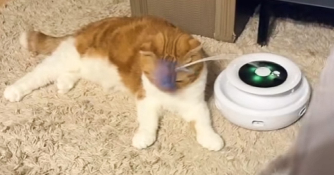猫が自動のおもちゃで遊んでいるかと思ったら…まさかすぎる『使用方法』に吹き出す人が続出「声出たｗ」「マッサージなのかなｗ」と13万再生
