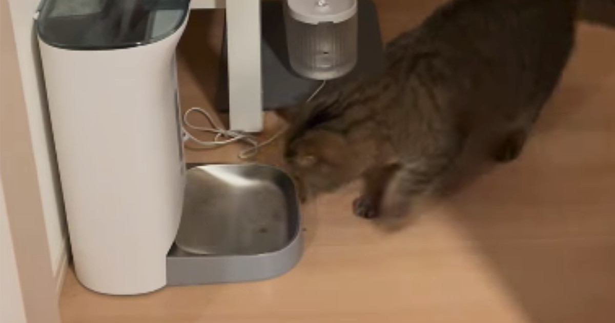 自動給餌器の前にやってきた猫→次の瞬間……思わず爆笑の『まさかの光景』が480万再生「相当腹ペコｗ」「主さんと同じ笑い声出たｗ」