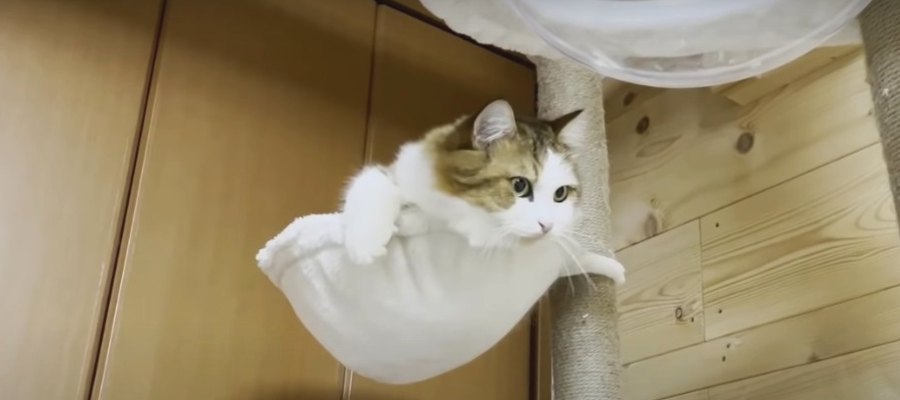 ナイスパス♪猫ちゃんと一緒にキャッチボール？