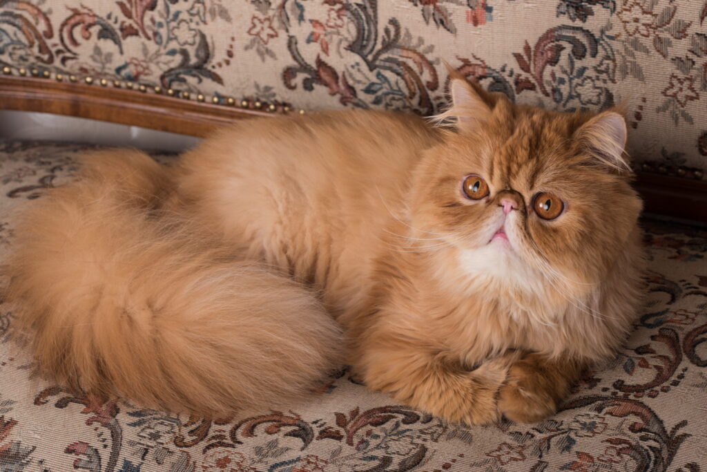 【獣医師監修】エキゾチックロングヘアーってどんな猫？猫種の性格や飼う前の注意点・価格相場まで徹底解説