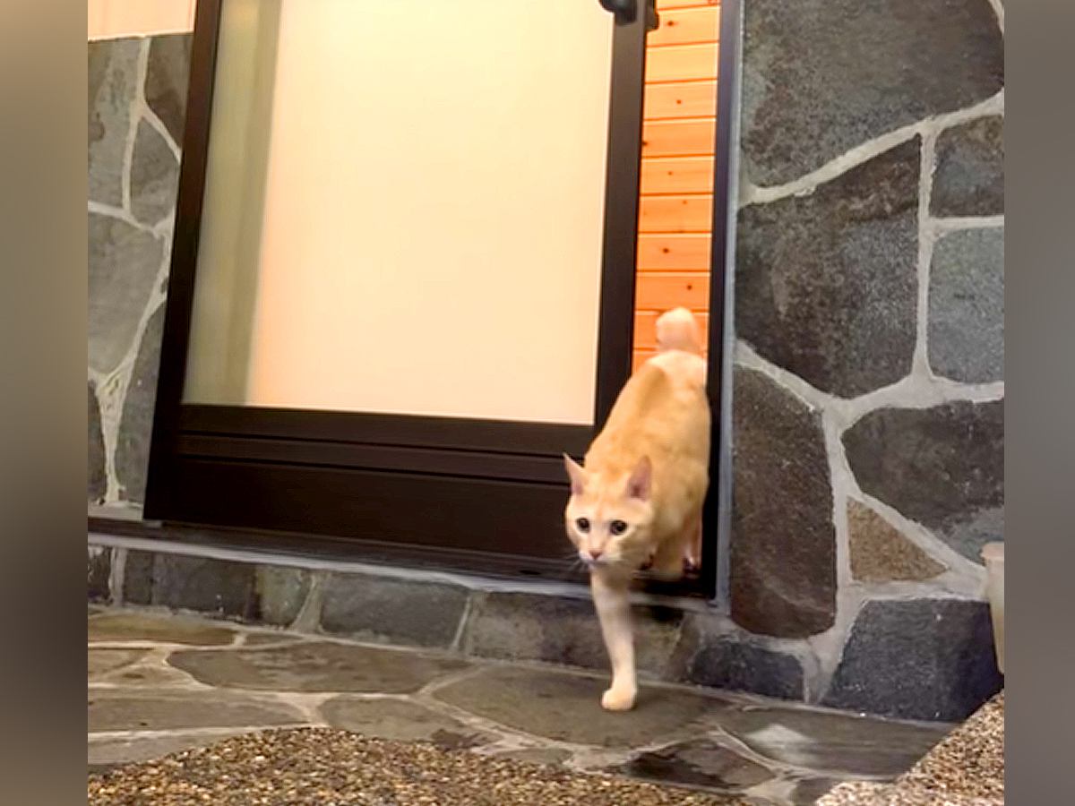 お風呂に入っていたら、ネコが扉の向こうに見えて…次の瞬間見せた『まるで人間のような行動』が30万再生「マッチョすぎない？」「滑らかｗ」