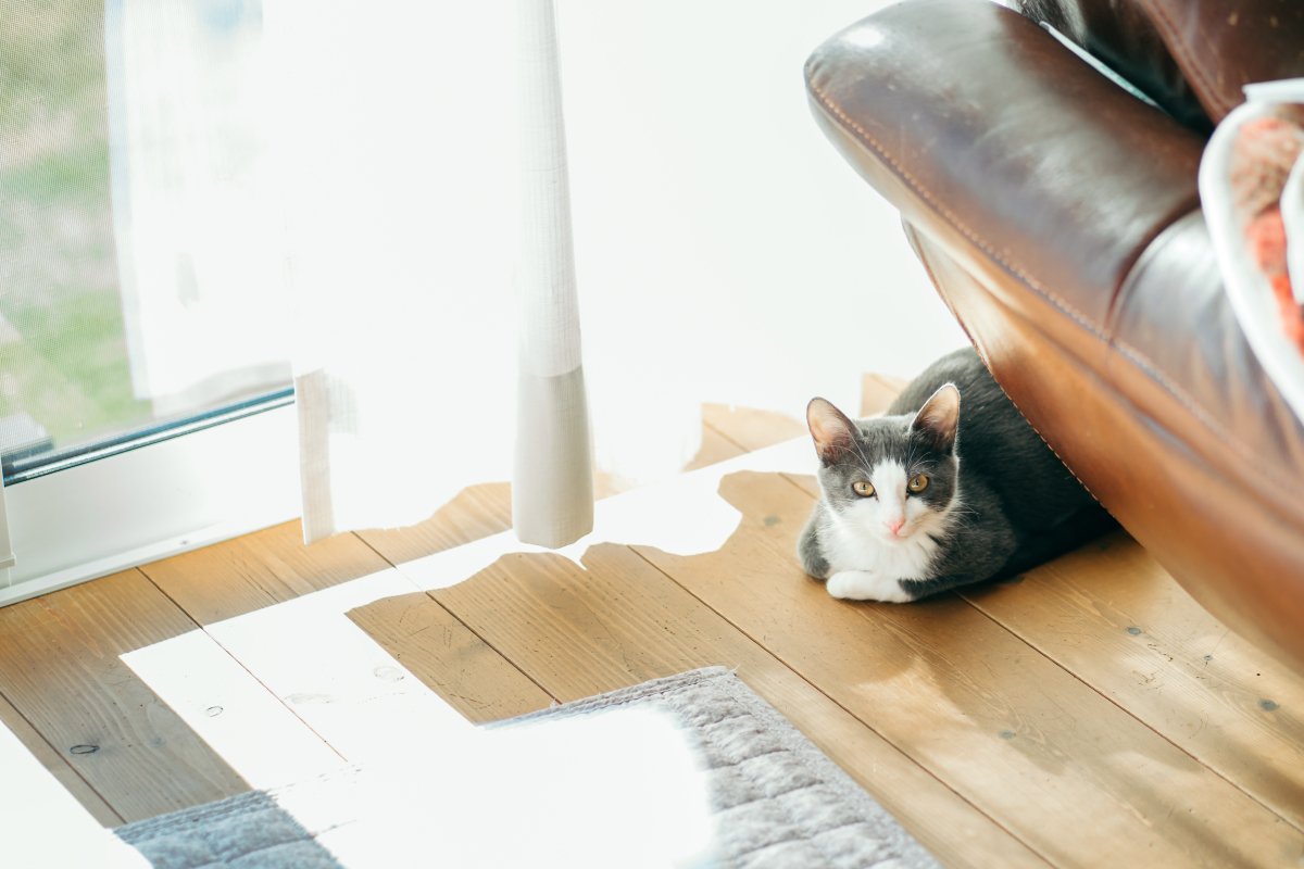 猫が家族にみせる『遠慮や気遣い』のような行動5選　考えられる心理や接し方のポイントまで