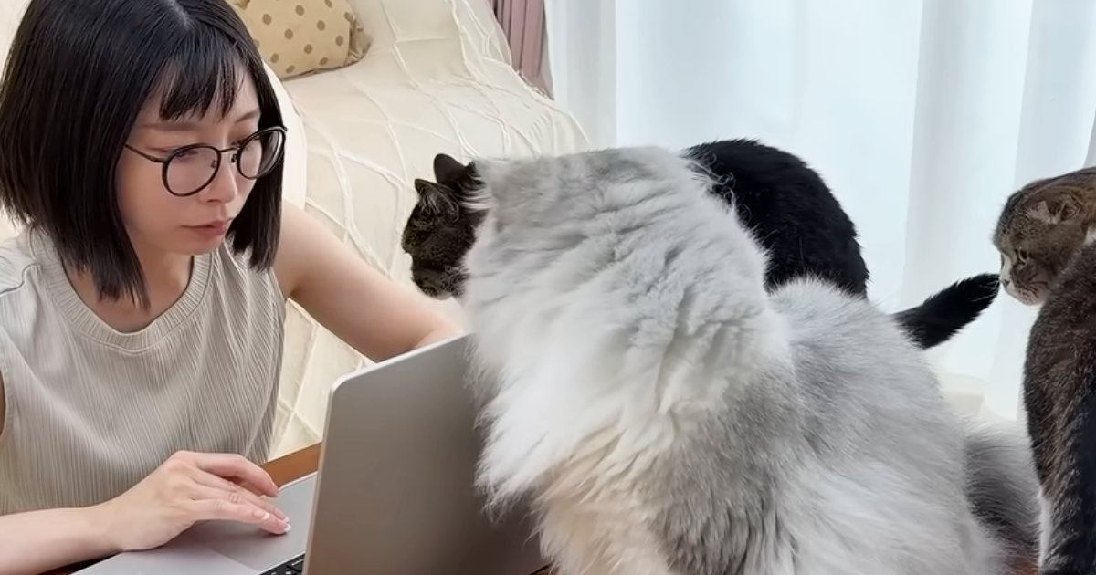 リビングで作業をしていると、猫が集まってきて…可愛すぎる『かまってアピール』に「仕事終了待ちの行列ｗ」「作業できないｗ」と笑う人が続出