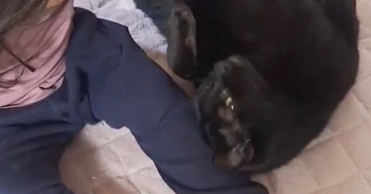 2歳の女の子の隣にやってきた黒猫→やさしく撫でられると…ほっこりする光景に「どちらもとっても可愛い」「甘え上手だね」の声