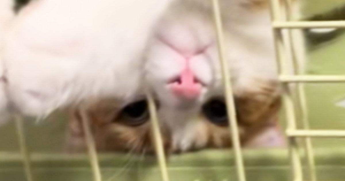 ハンモックでくつろぐ猫→『独特な体勢』で……「ナマケモノ見たのかなｗ」「なんちゅう格好ｗ」思わず笑ってしまう瞬間に反響