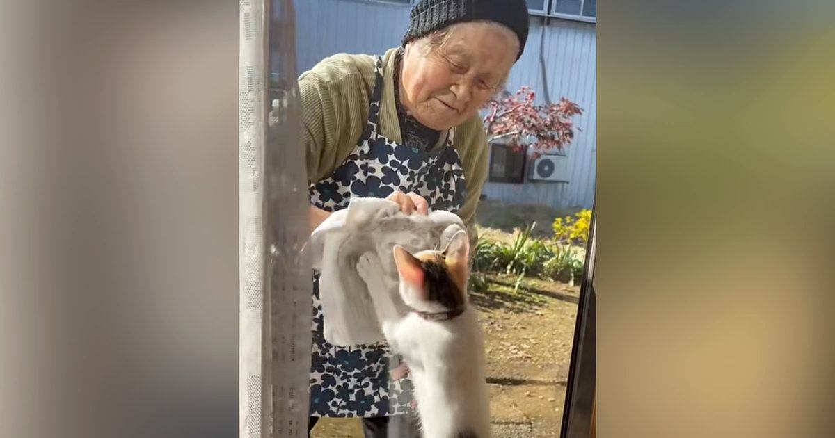おばあちゃんが外から『窓拭き』をはじめると、『子猫』が反応して…ほのぼのとしたやり取りに癒される人続出「ほっこり」「ふたりとも可愛い」