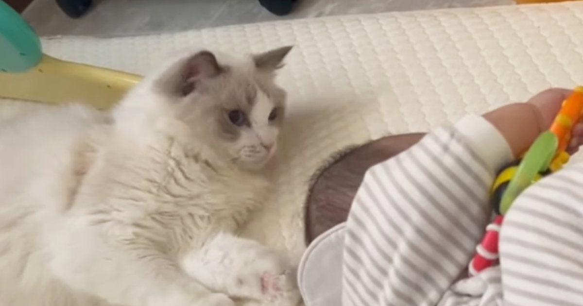 エアコンの温風を楽しんでいた猫→近くにいた『赤ちゃん』に触れてしまい…次の瞬間、『驚きの行動』が16万表示「賢い」「謝ってそう！」