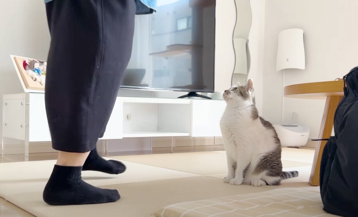 突然のママ不在で『パパと猫がお留守番』…翌日に帰宅すると→微笑ましい光景が癒されると４万再生の反響「ほっこりした」「素晴らしいご夫婦」