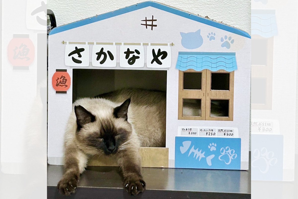 「猫のお魚屋さん」お客さんが来なくてヒマそうな様子が微笑ましい「お買い得はサンマにゃ！」