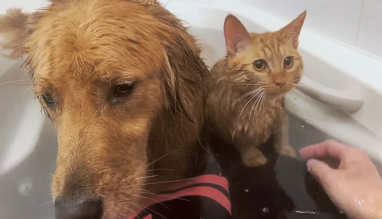 最強に可愛い入浴シーン！先輩犬と一緒にお風呂を満喫する猫が『嫌がらないのがスゴい』『とーちゃんのデレデレが理解できるw』と大好評！
