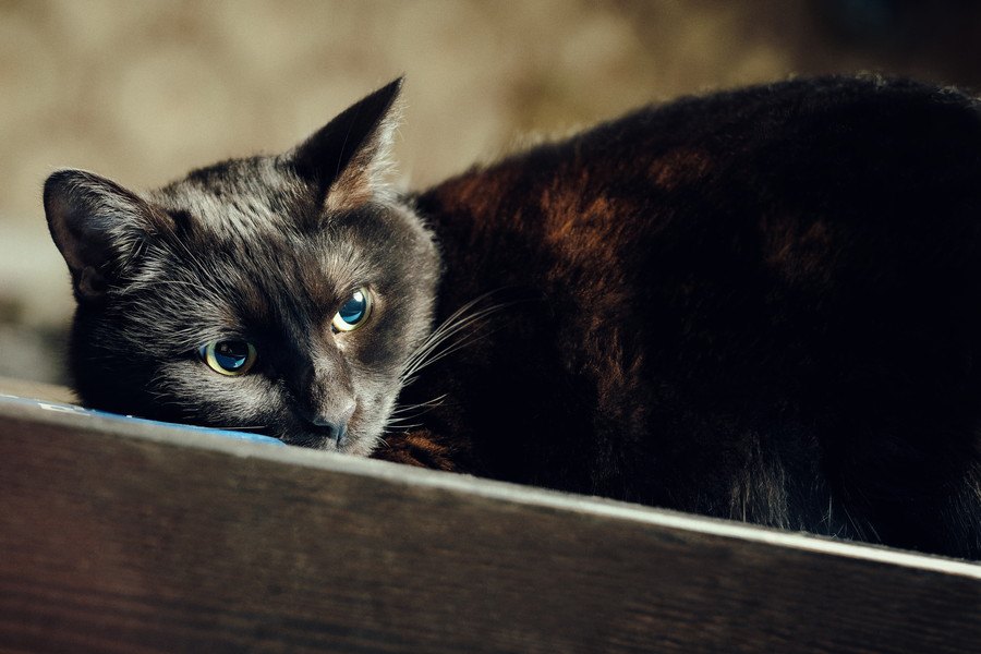 猫が実は落ち込んでいるときの行動５つ