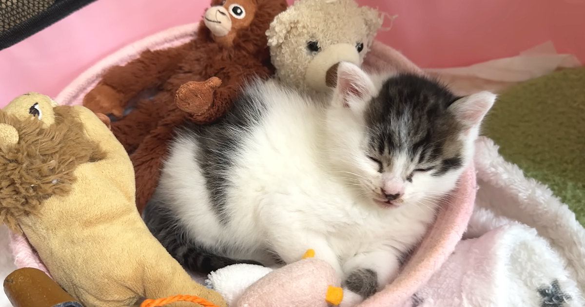 お部屋を散策する保護子猫→たくさん遊んでハウスに戻ると…『幸せいっぱいな光景』に癒される人続出「きゃー可愛すぎぃ！」「ヤバいね」