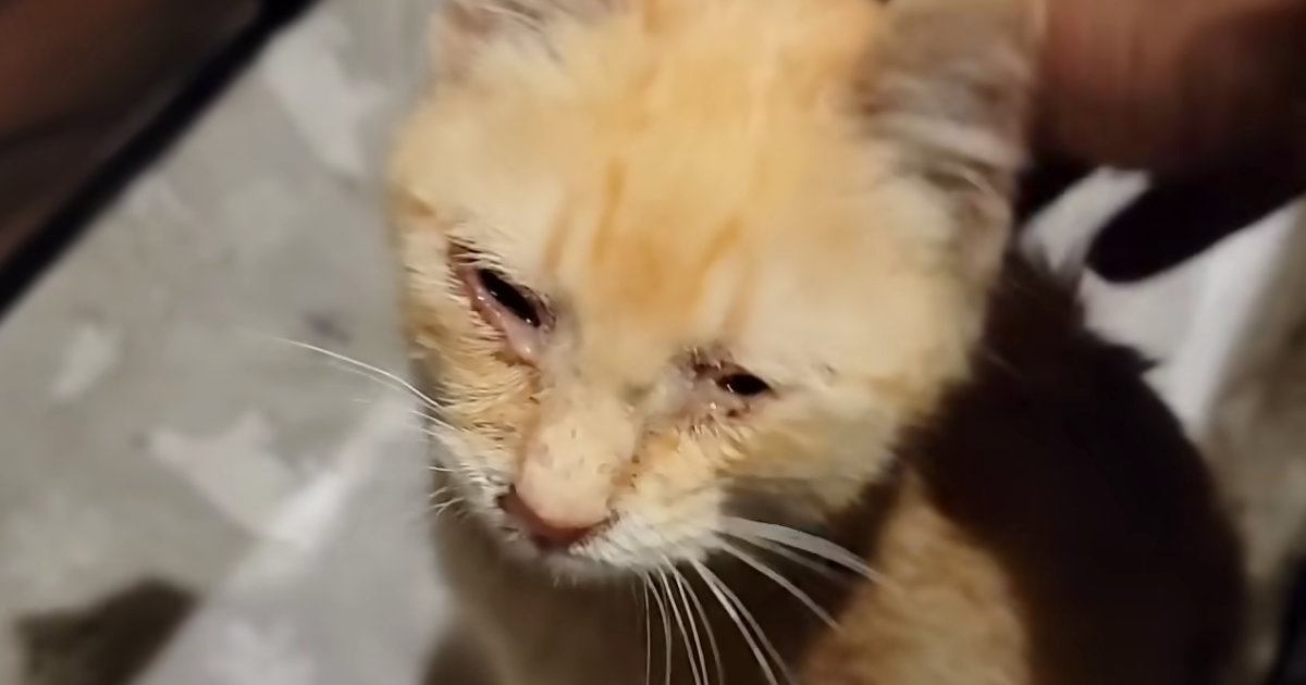 小さな体で必死に助けを求めた『目のふさがった子猫』→保護されると…見違える変化に感動すると69万再生「涙が出てくる」「愛情を感じた」