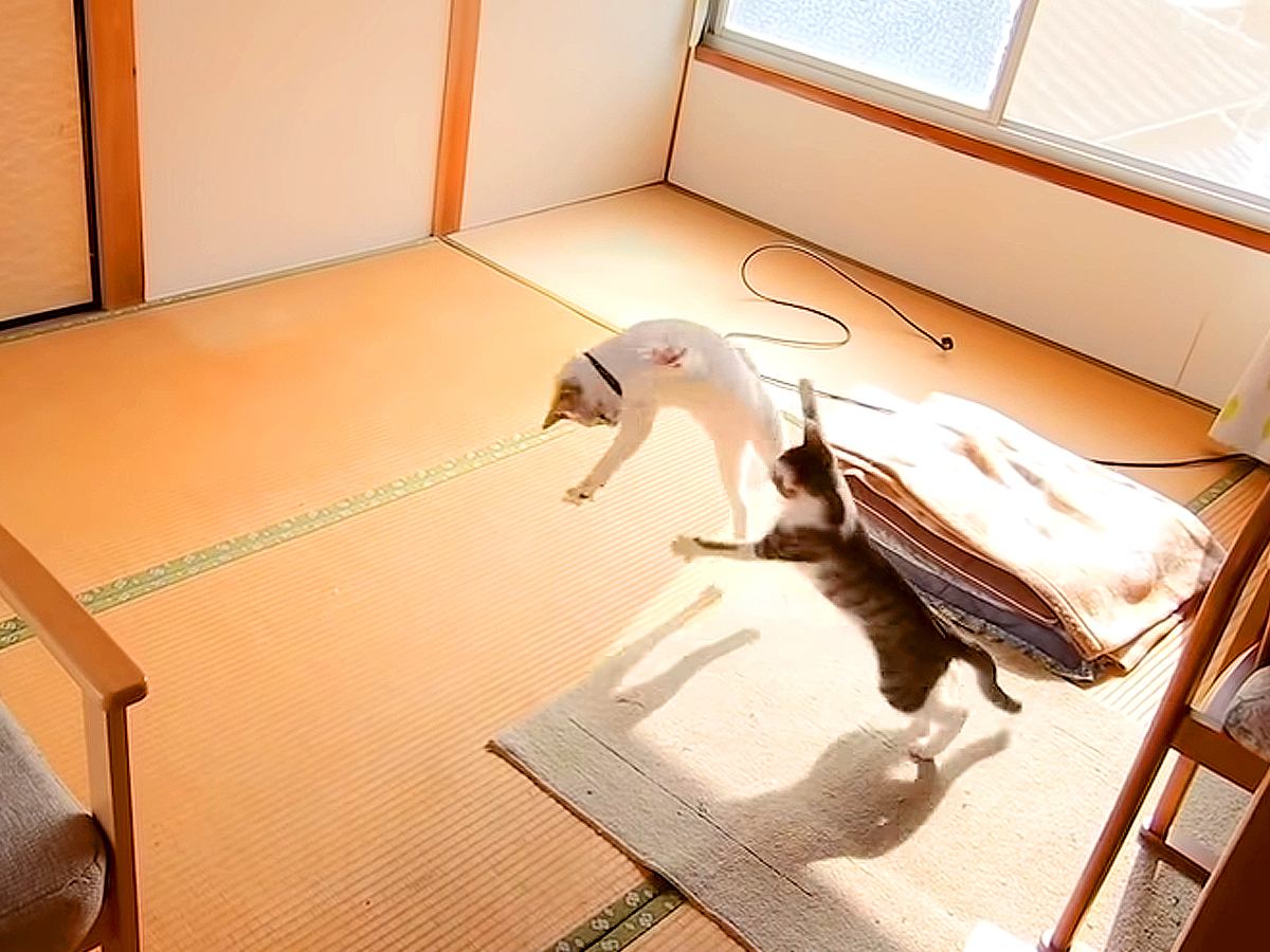 2階の部屋をネコたちのために開放した結果→大喜びして……微笑ましすぎる光景が29万再生「メジャー押さえてるｗ」「すっごい楽しそうｗ」