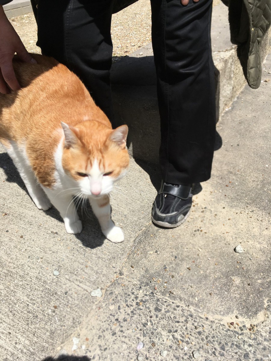 独りぼっちだった「ちゃちゃ」が、寺の看板猫になるまで。