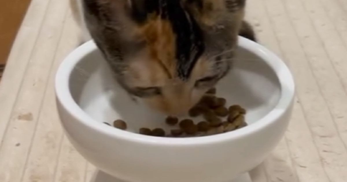 夢中になってごはんを食べる子猫→背後を見ると、ダイエット中の『先輩猫の様子』に「顔に吹いたｗ」「なんとも切ないｗ」と爆笑の声続出