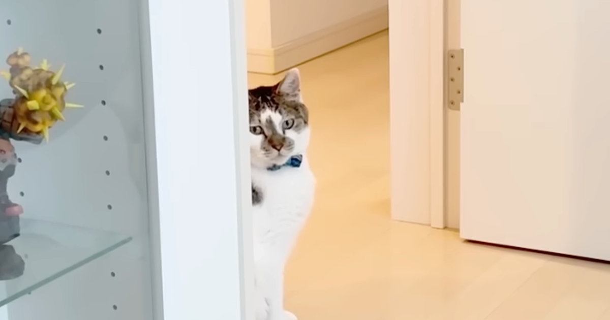 『1日不在だったパパ』が帰宅すると…普段は塩対応なネコが見せた『驚きの行動』に「ジーンときた」「寂しかったんだねｗ」と反響