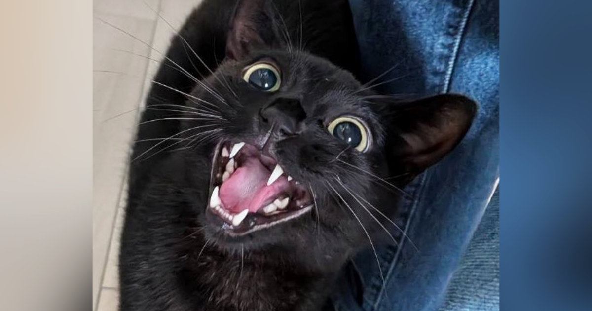 大好きなペットシッターと『再会』した猫→夢中になって遊んでいると……「喜びが伝わってくるｗｗ」「躍動感がステキ」と15万表示の反響