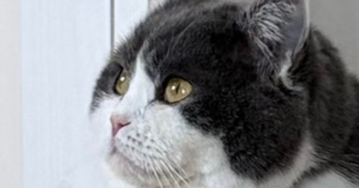 暖かい季節になったけれど…猫の『毛』を見ると→可愛すぎる光景に１万いいねの反響「なんちゅうもちもちｗ」「ご立派でかわいい」