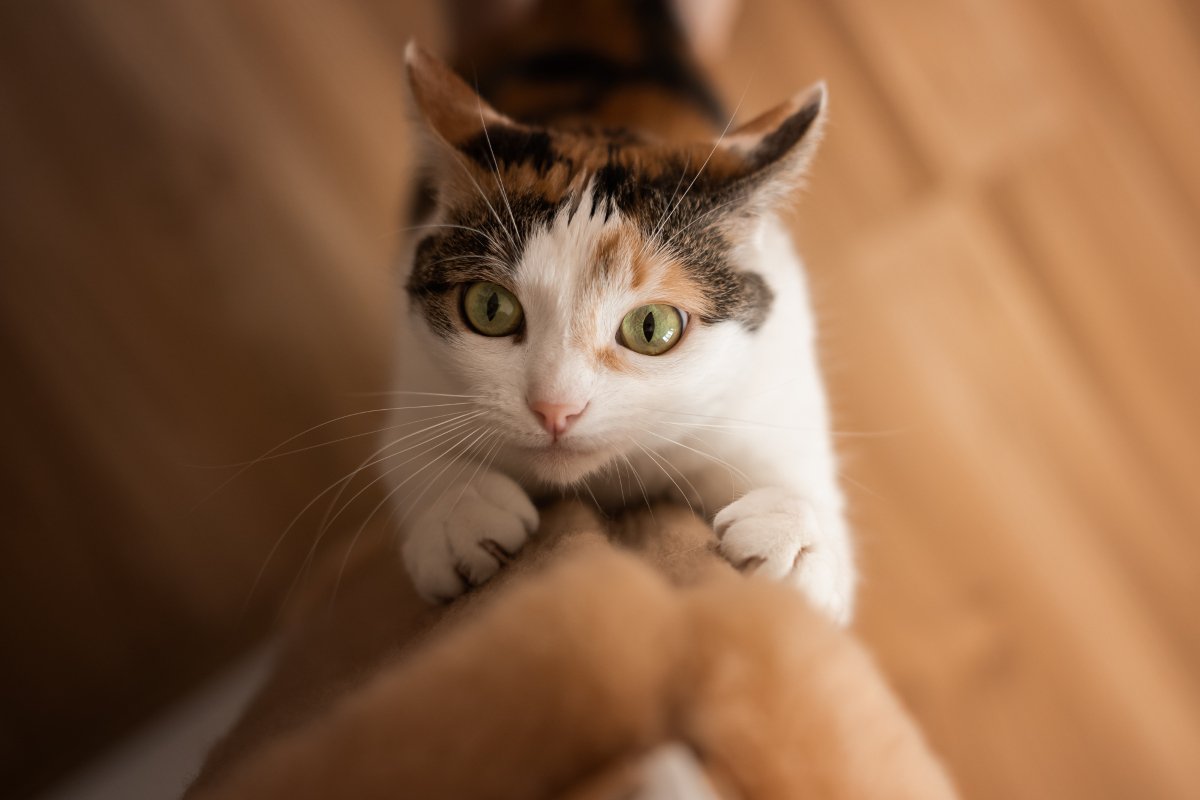 猫を飼うなら覚悟したい『ネガティブ』な瞬間5選　よくある困りごとや上手な向き合い方