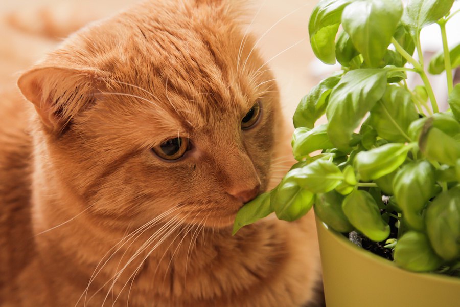 猫はバジルを食べても大丈夫！与える際の注意点や含まれる成分を解説