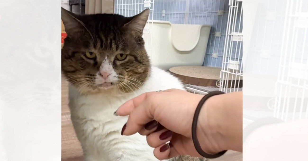 『元ボス猫』を保護して109日目→そっと撫でようとした結果…『予想外の対応』が笑っちゃうと55万再生「男らしくて素敵」「可愛すぎるｗ」