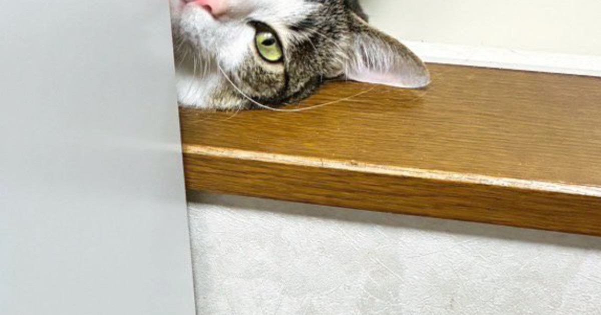 窓際からひょっこり顔を出した猫→『表情』が……キュンとくる光景に「おしゃれな雑誌の表紙にありそう」「きゃたまらん」と反響
